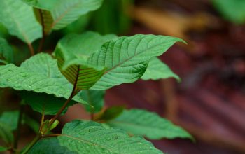 A Guide to Choosing Quality Green Malay Kratom